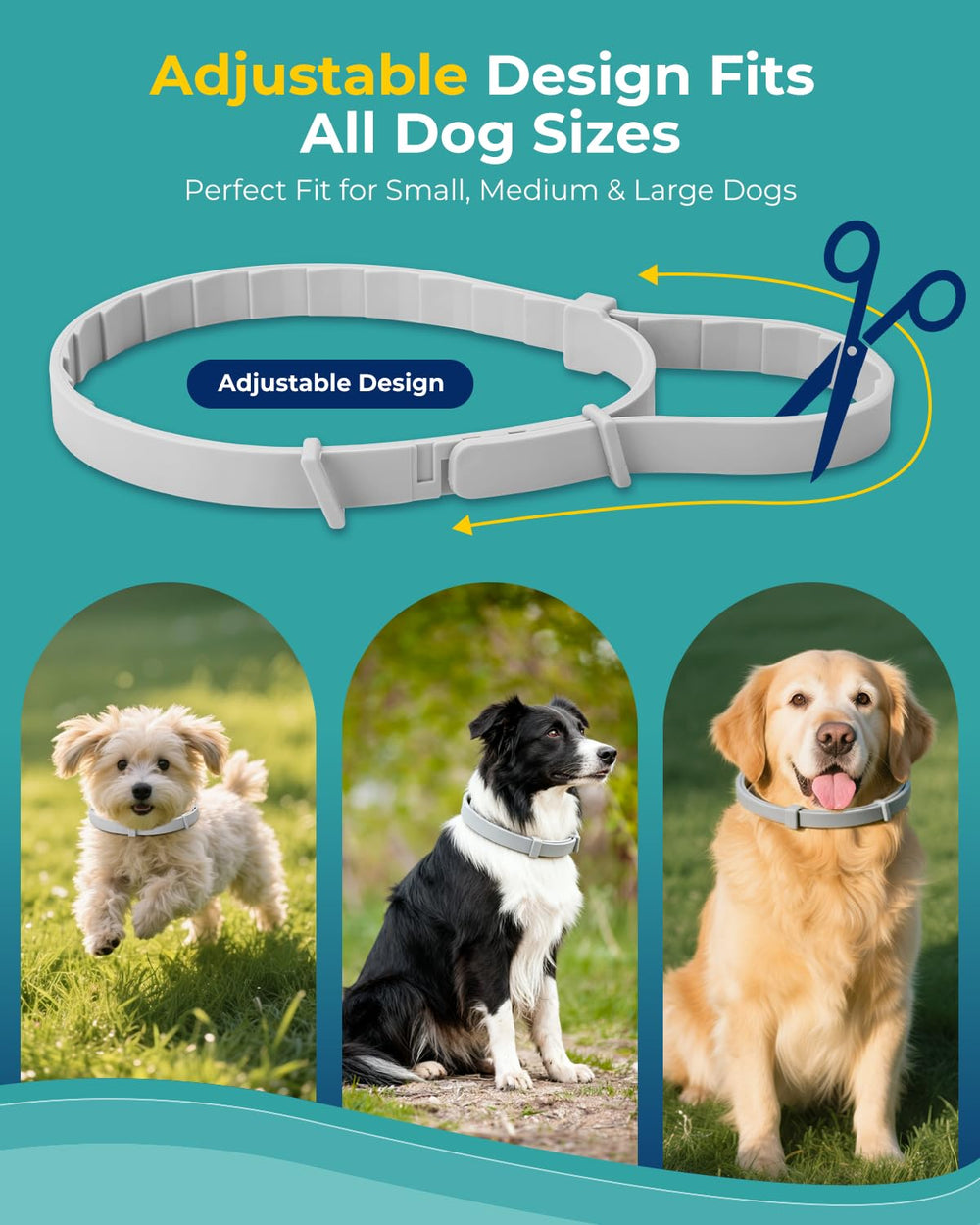 Accecraft flea collar four-pack display communicates value and extended use