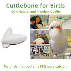 Acsist cuttlebone 4-7 inch length ideal for beak polishing and chewing.
