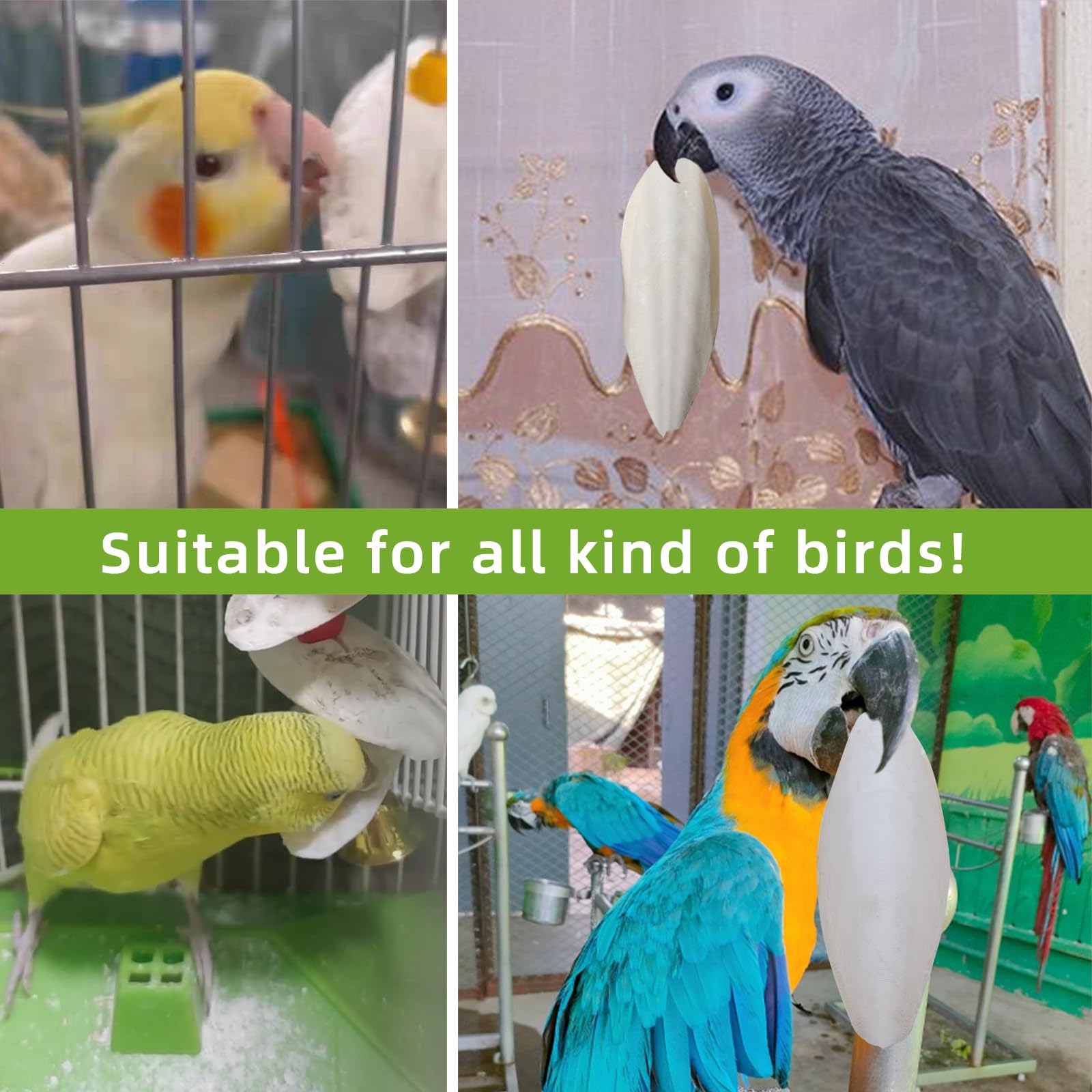 Acsist cuttlebone texture aids beak maintenance through gentle polishing.