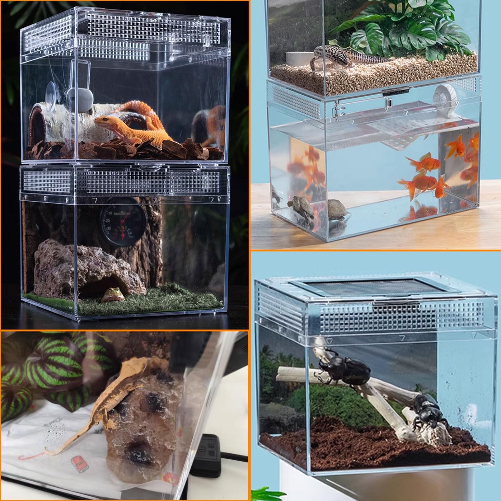 Acsist Reptile Terrarium 8x8x6 is ideal for tarantulas and geckos.