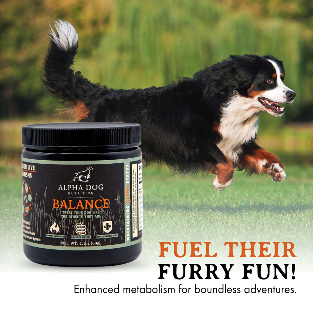Active dog enjoying playtime after gentle digestive support.