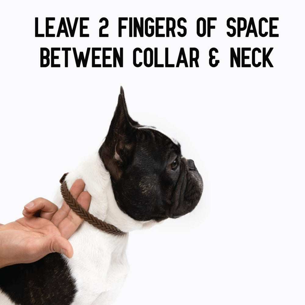 ACTIVPHY hip joint collar dog in movement demonstrating support.