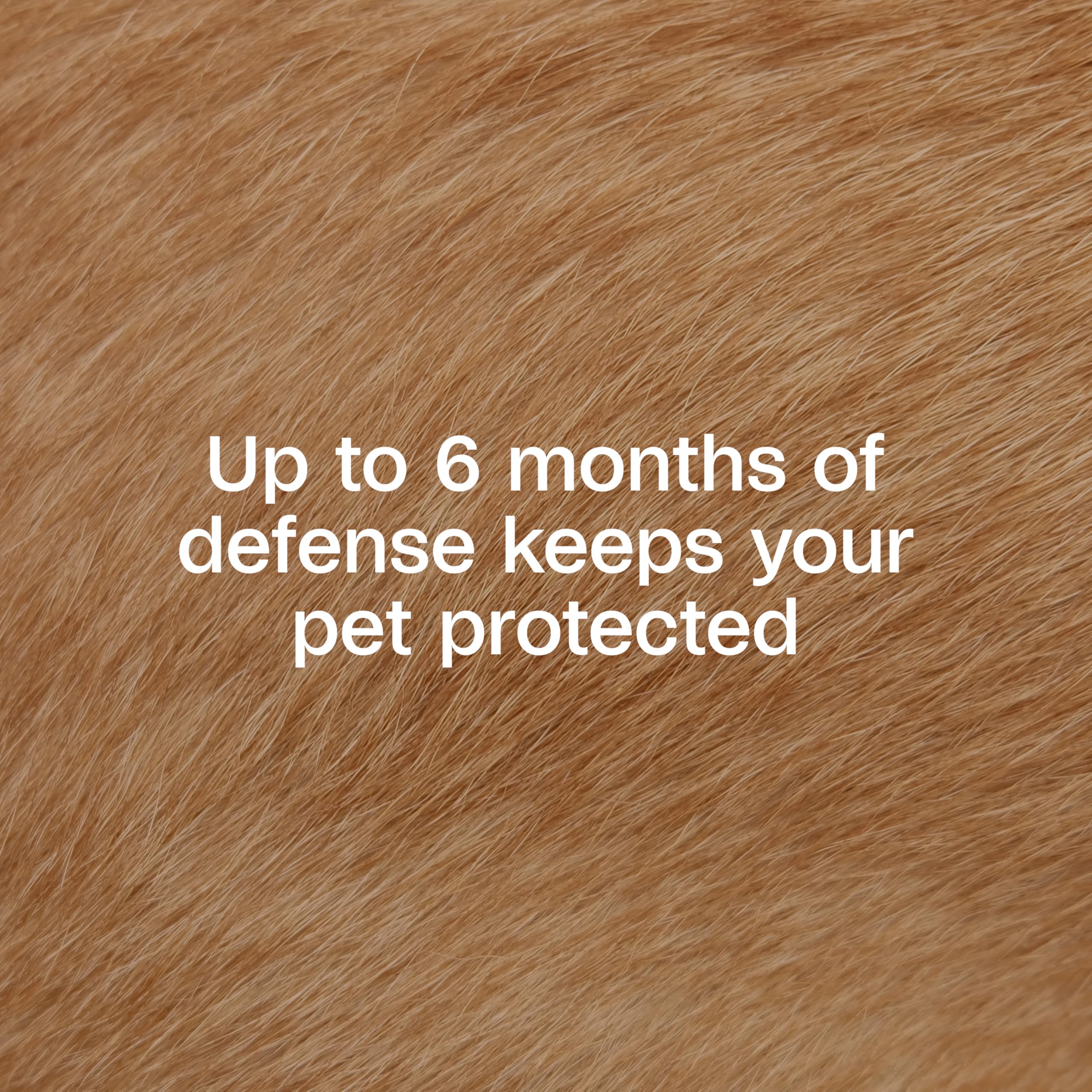 ADAMS Flea & Tick Collar Plus adjustable buckle demonstrates easy fit for all sizes.