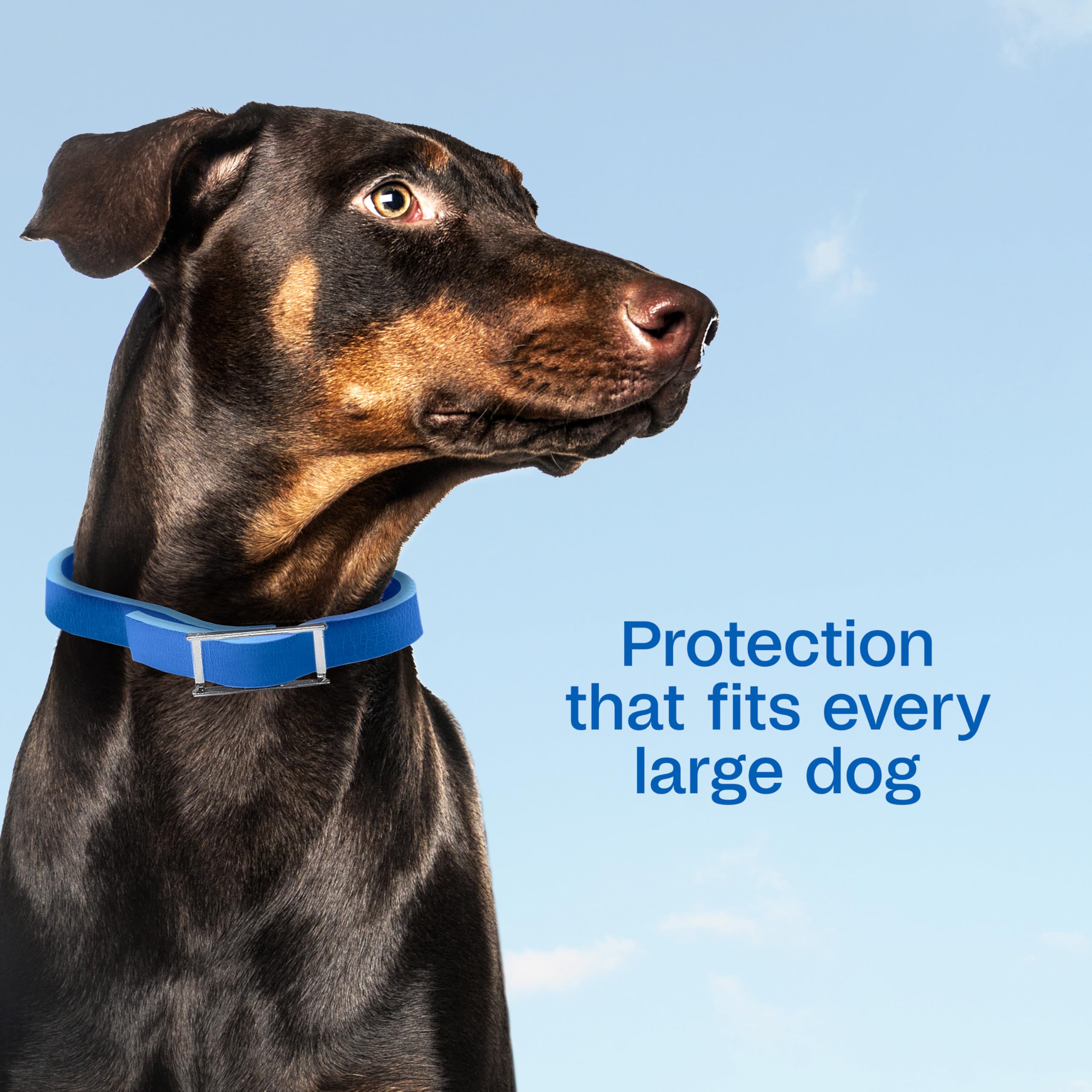 Close-up of ADAMS Plus collar highlighting extended-release technology on a dog's fur.