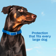 Close-up of ADAMS Plus collar highlighting extended-release technology on a dog's fur.