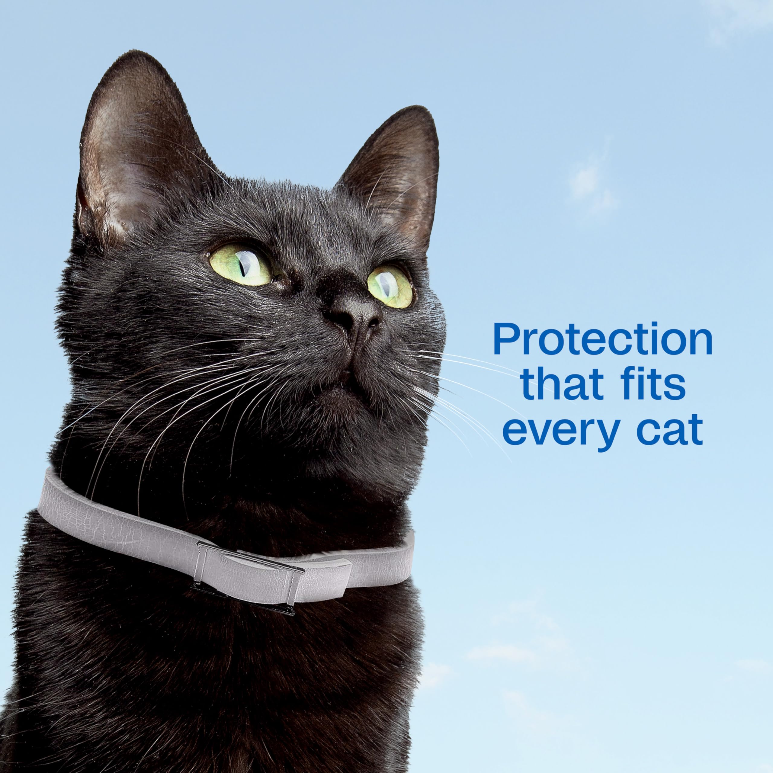ADAMS Plus water-resistant collar ready for outdoor use in rain