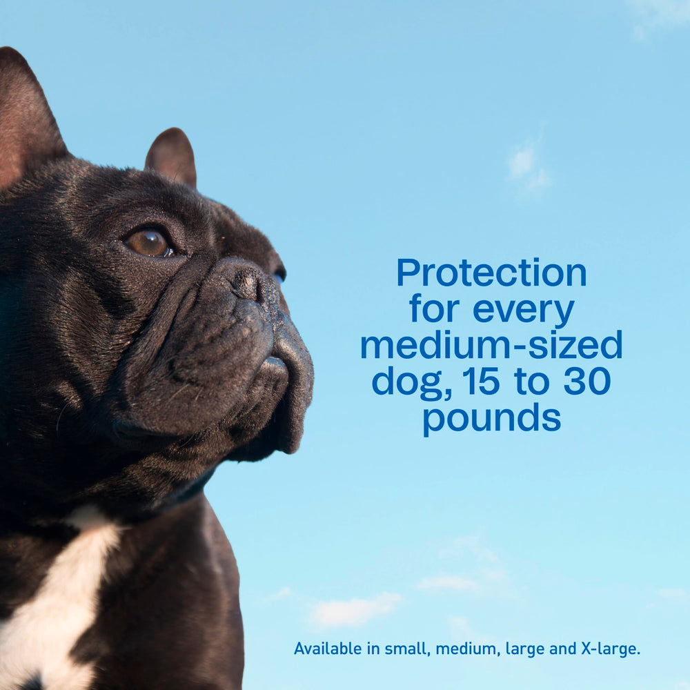 Adams Plus kills and reduces mosquitoes around dogs during play
