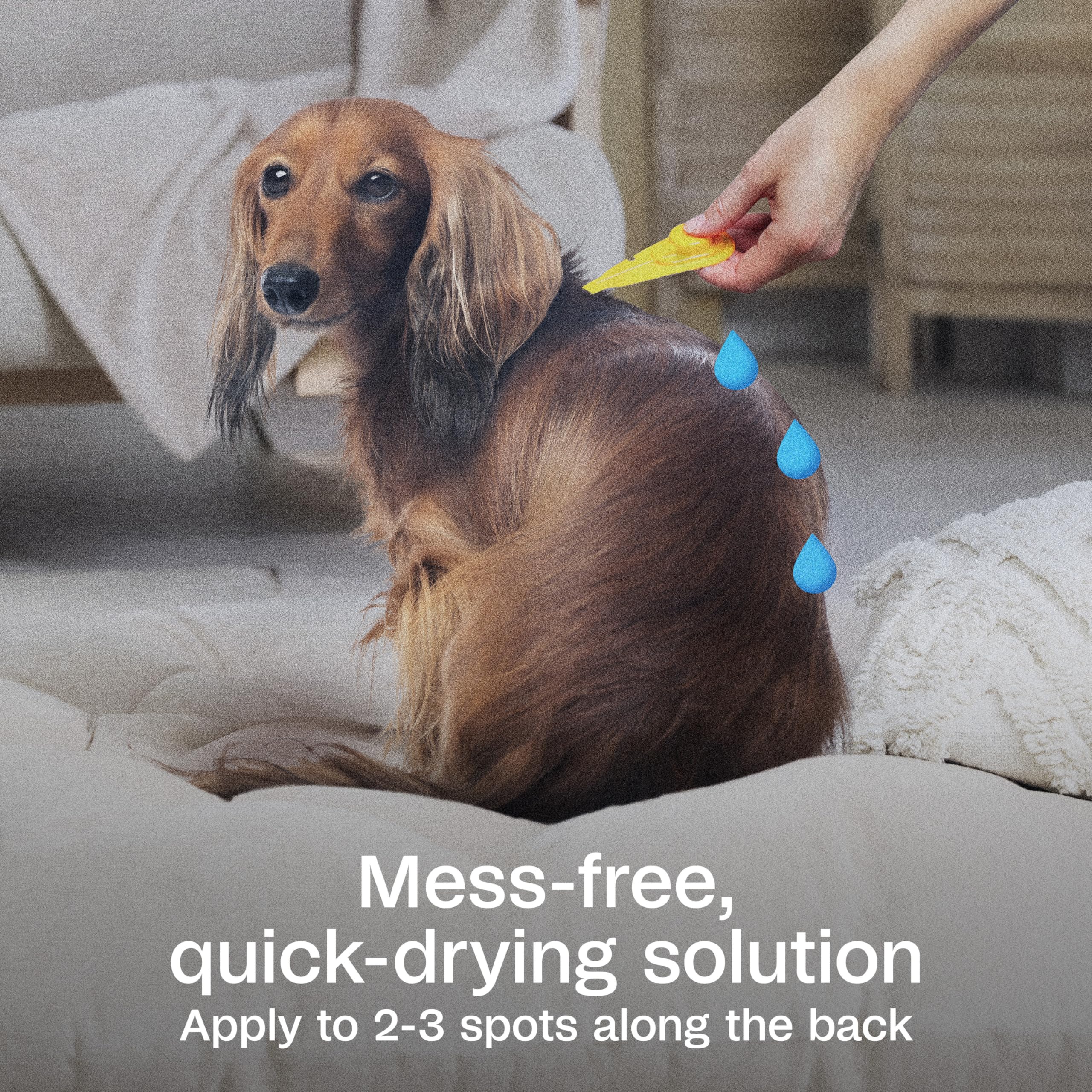 Adams Plus kills brown dog ticks during outdoor activity