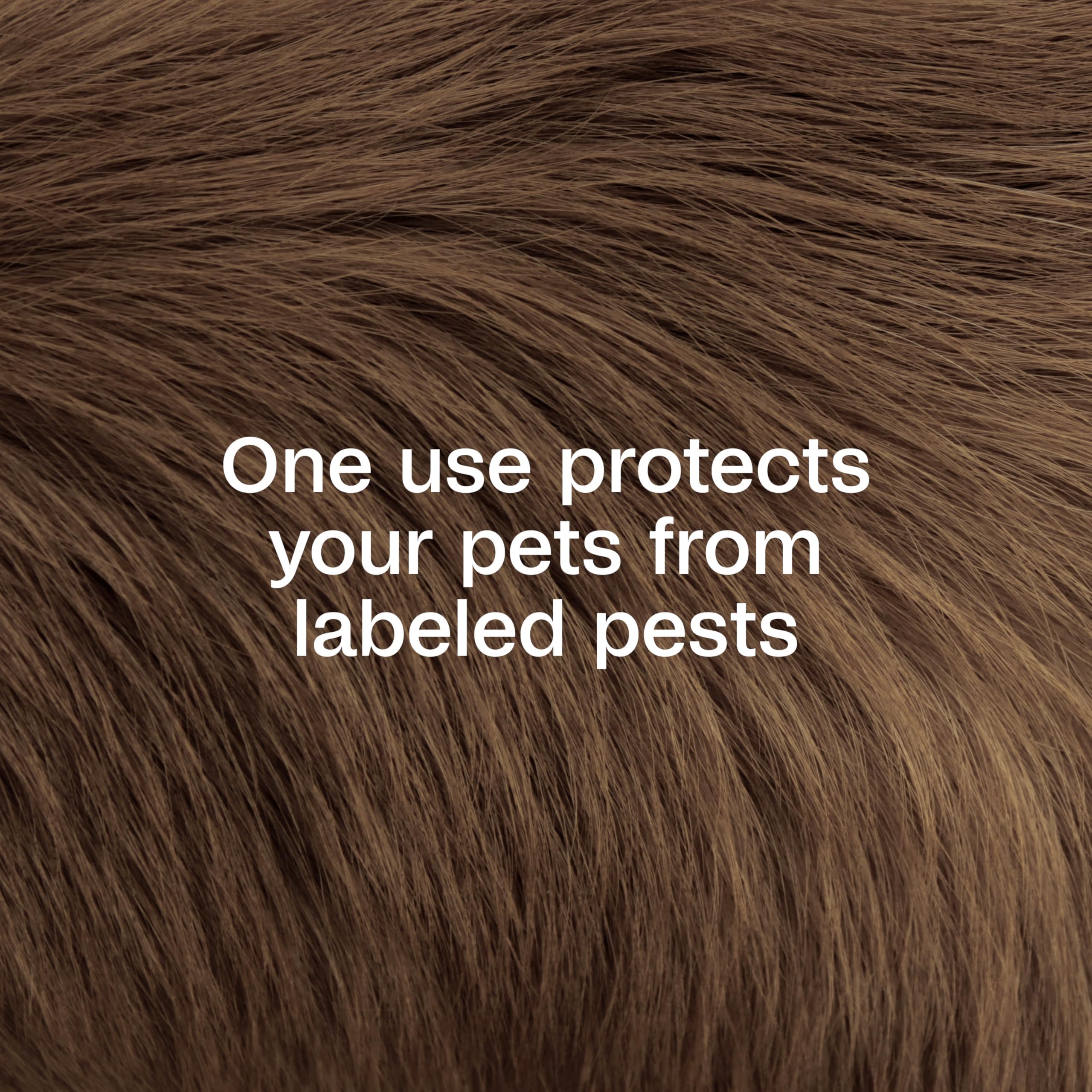 Pet drying after Adams Plus Pyrethrin Dip application, ready for protection