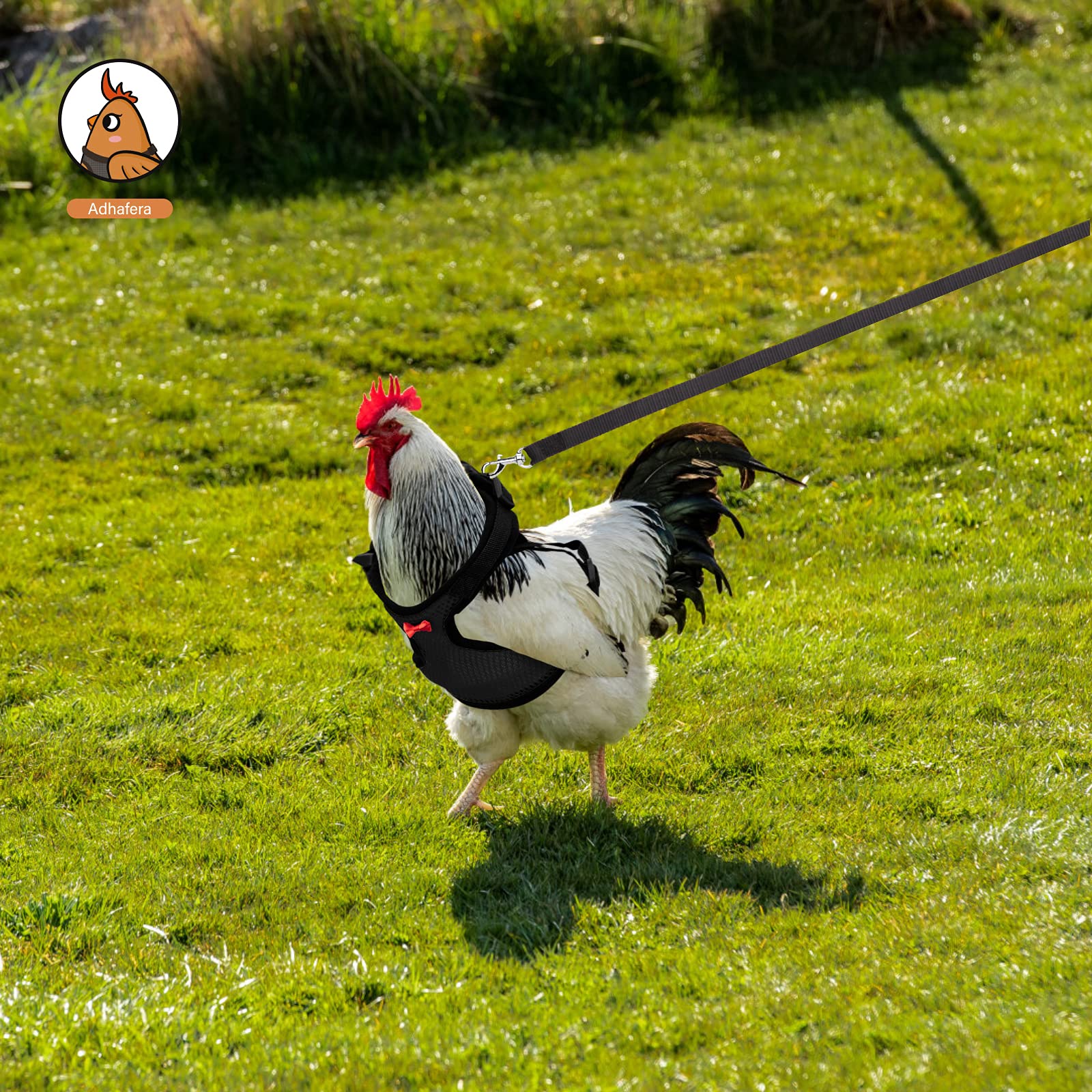 Adhafera walking outdoors with chicken demonstrates lightweight leash usability