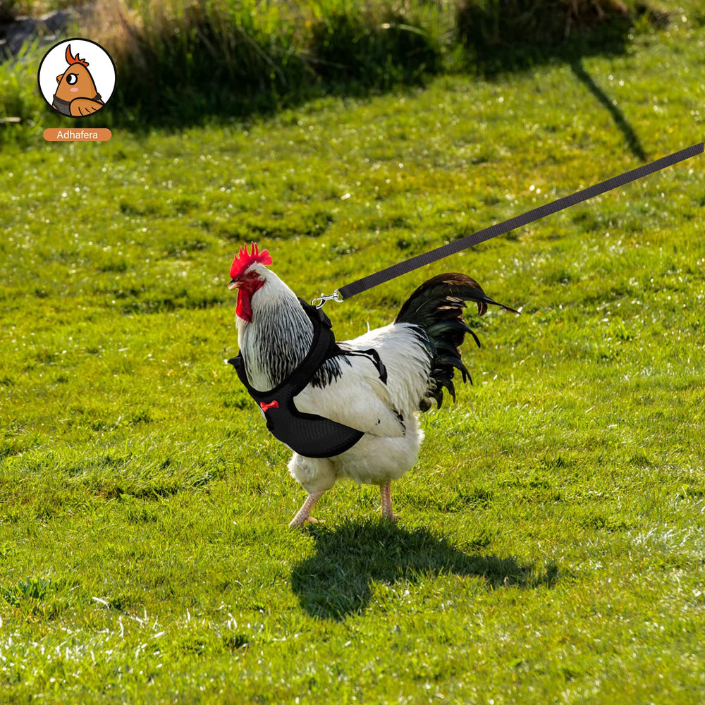 Adhafera walking outdoors with chicken demonstrates lightweight leash usability