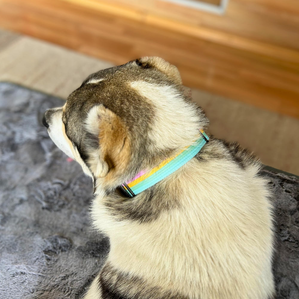 ADITYNA AirTag holder on collar demonstrates tracking accessory option for keys or bags
