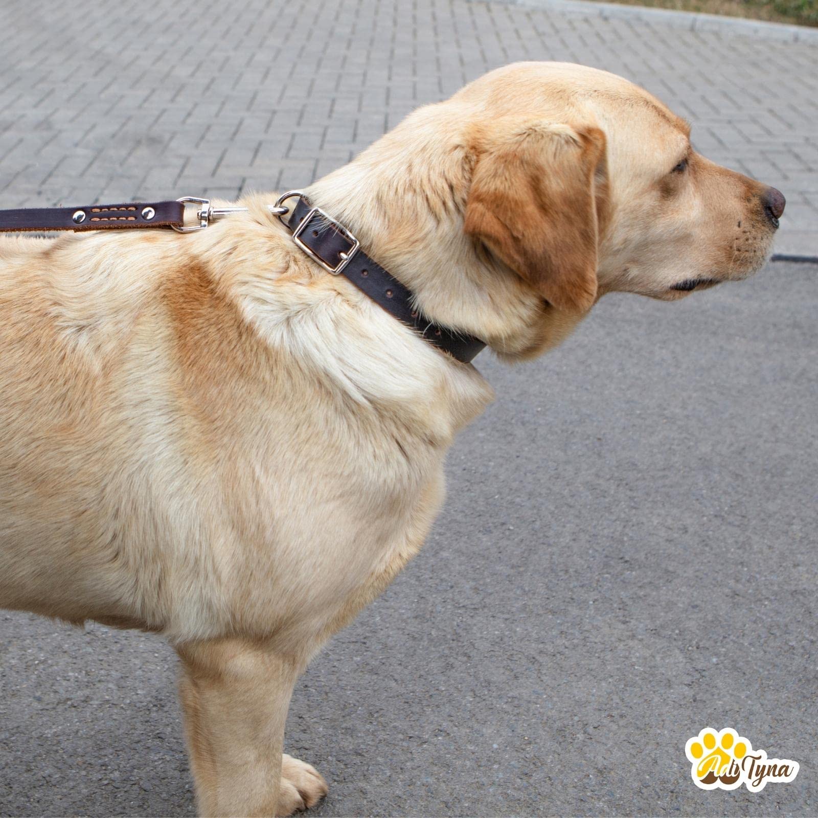 ADITYNA black leather dog collar sturdy-strap emphasizes secure leash attachment.