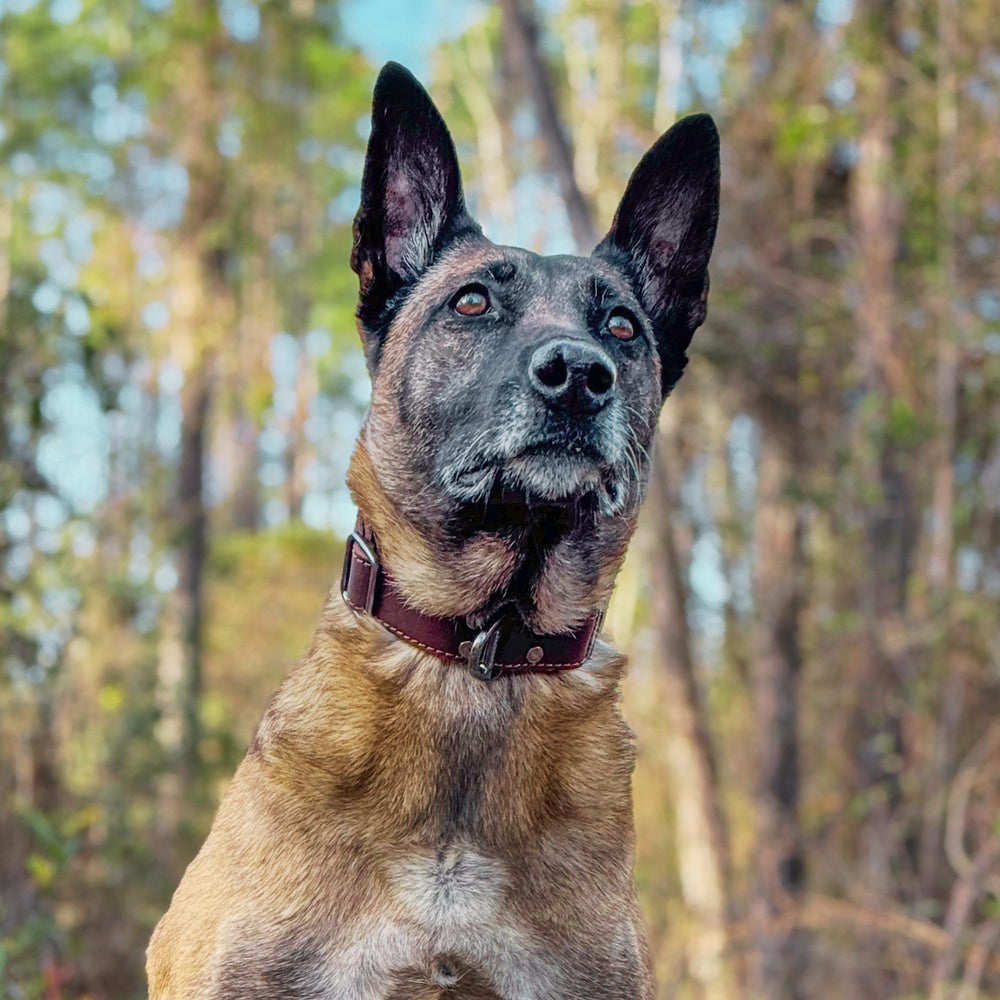 ADITYNA leather collar worn by dog during walk