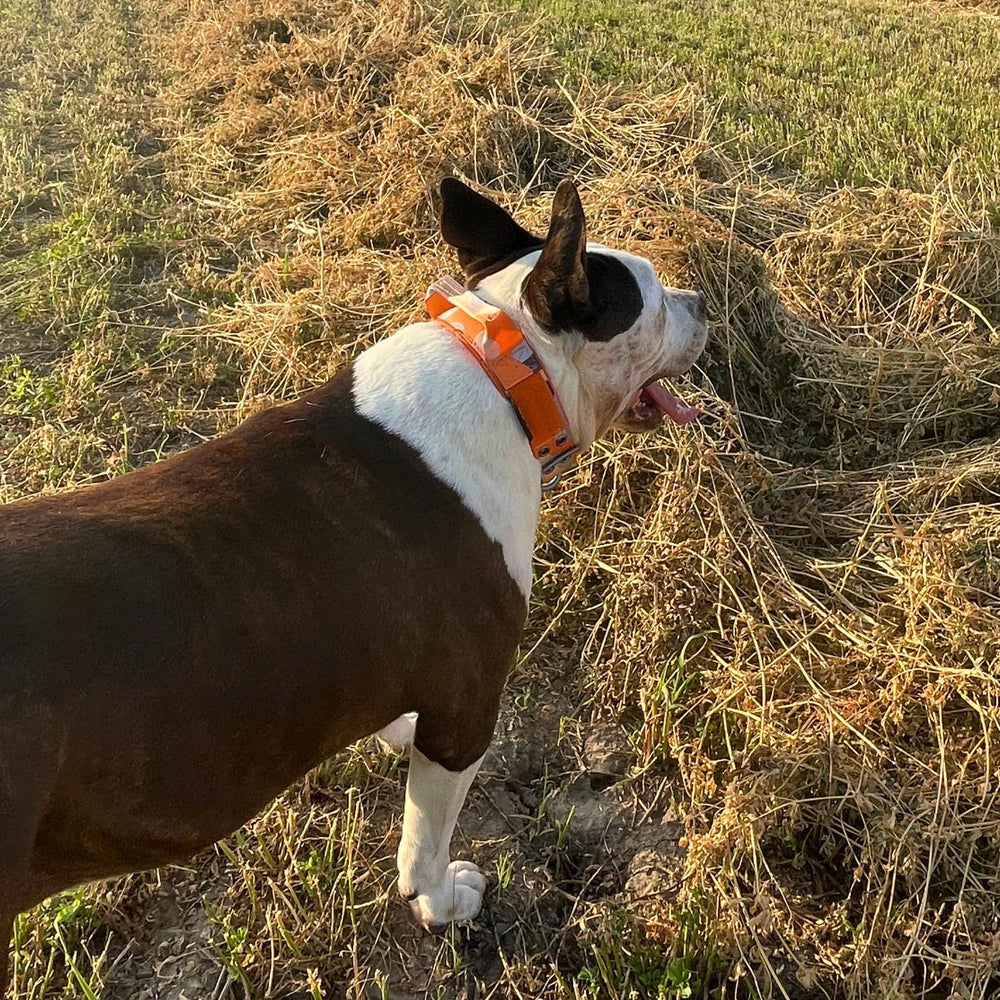 ADITYNA wide thick collar offering reliable control during walks