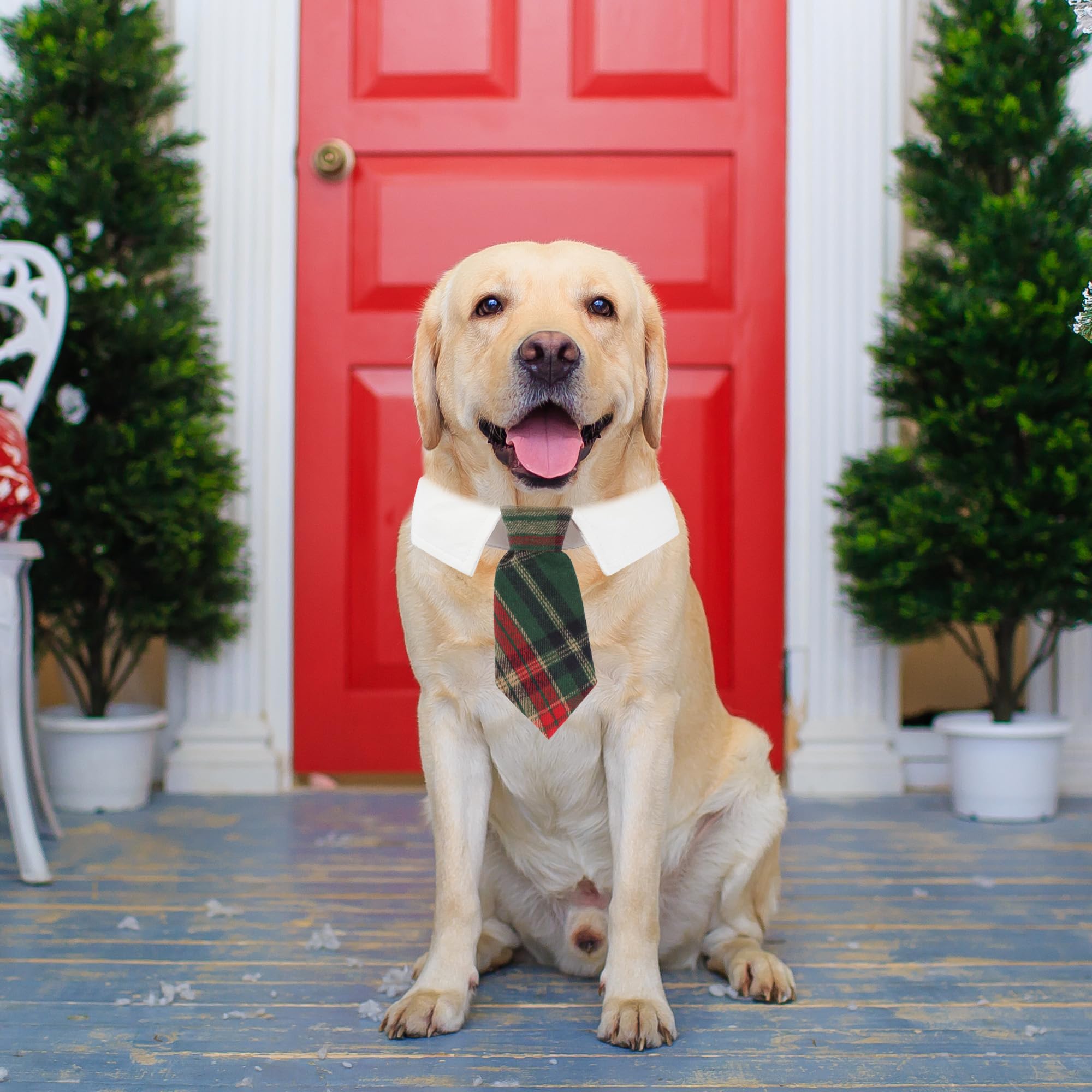ADOGGYGO adjustable necktie collar makes dressing easy during walks.