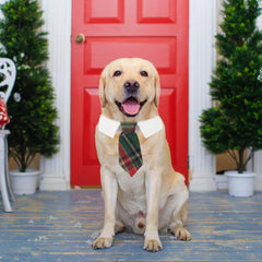 ADOGGYGO adjustable necktie collar makes dressing easy during walks.