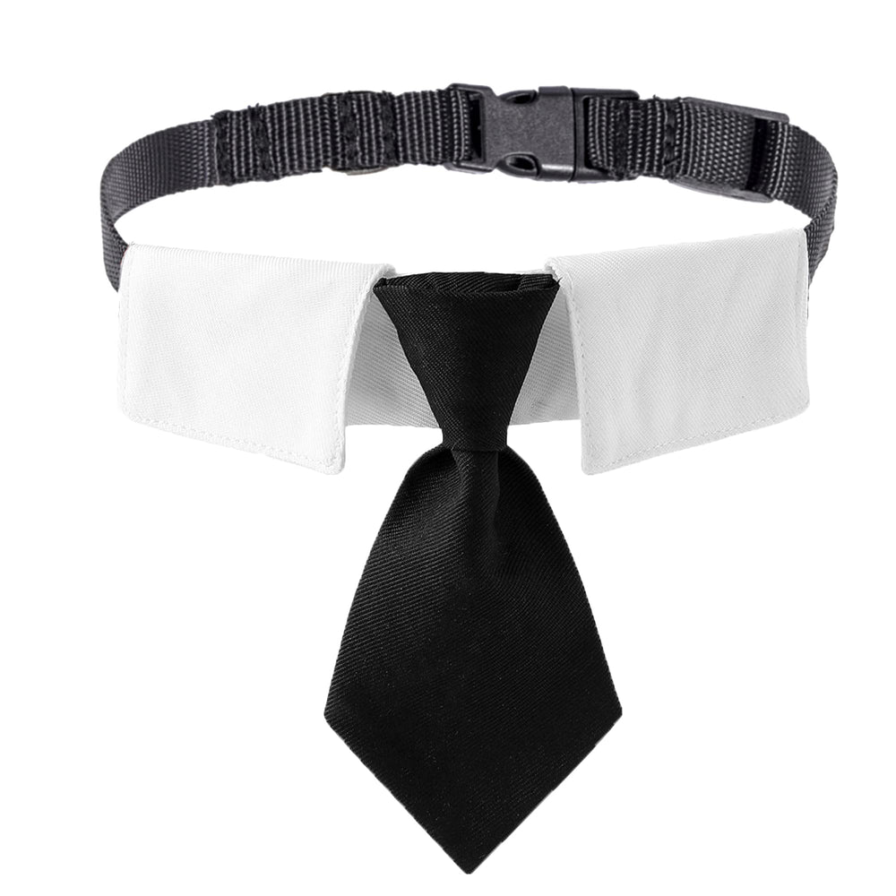 ADOGGYGO black necktie dog collar on small dog for wedding-ready elegance.