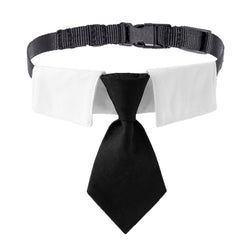 ADOGGYGO black necktie dog collar on small dog for wedding-ready elegance.