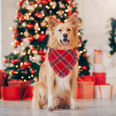 ADOGGYGO green plaid dog bandana with tassels for seasonal photos.