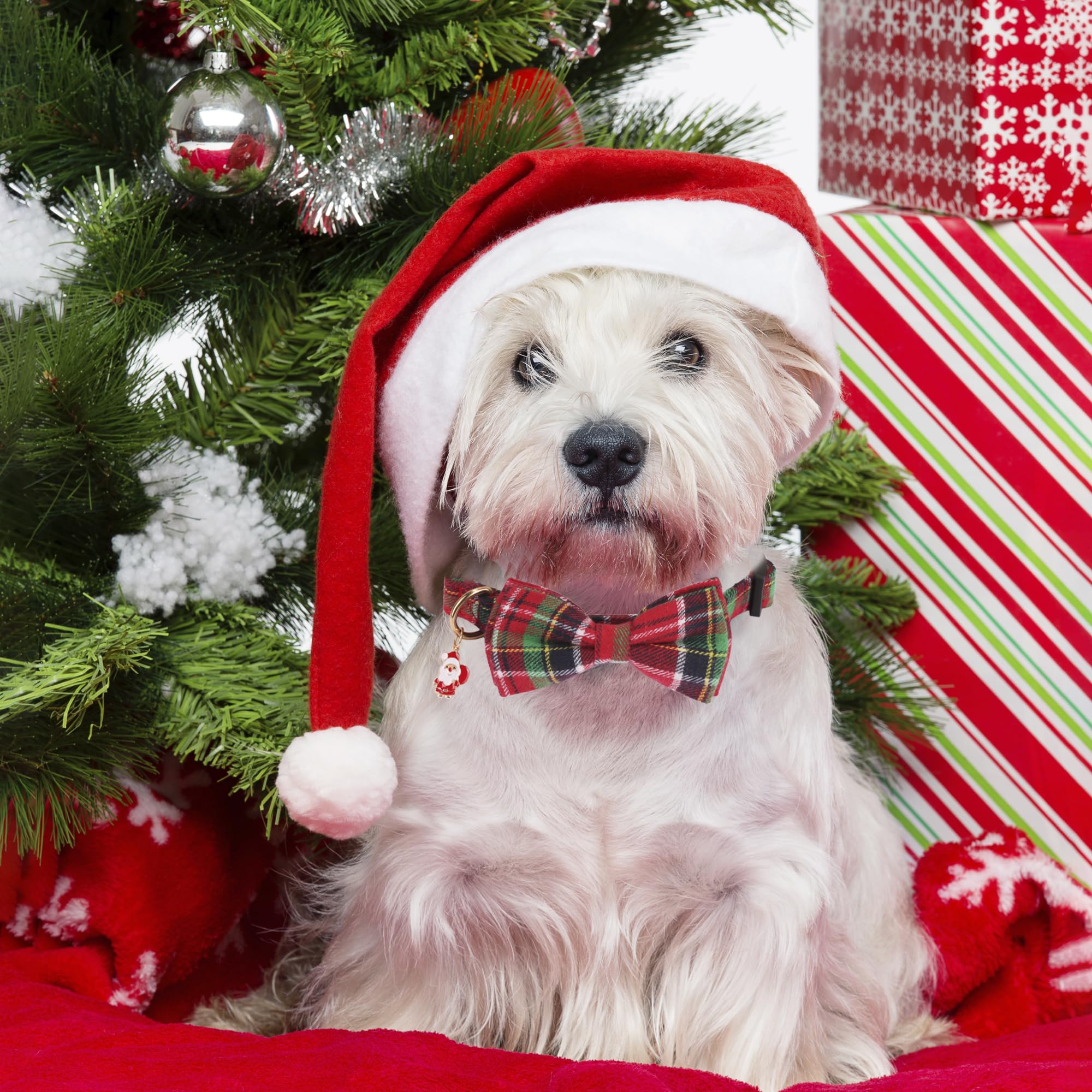 ADOGGYGO Christmas collar green plaid close-up for holiday style