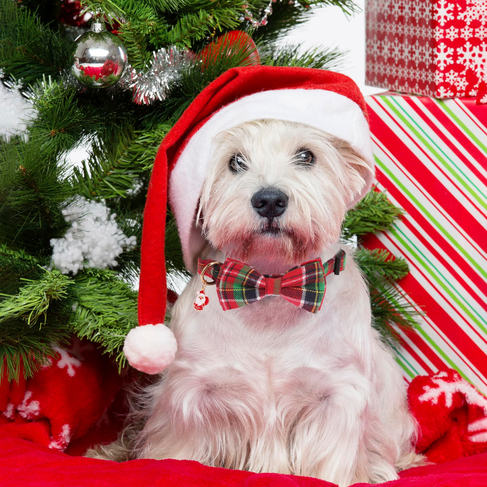 ADOGGYGO Christmas collar green plaid close-up for holiday style