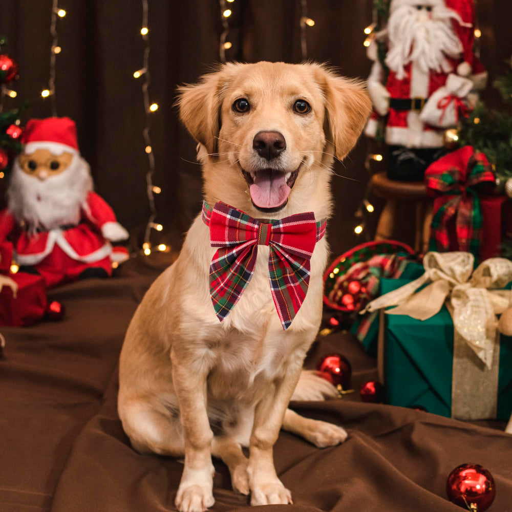 ADOGGYGO size medium Christmas collar offers versatile fit for medium dogs.