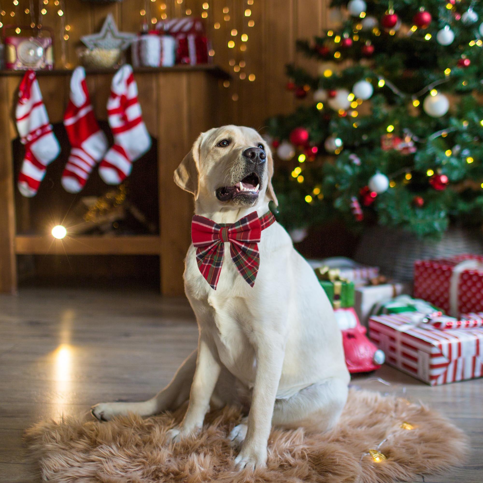 ADOGGYGO size small Christmas collar provides snug fit for small dogs.