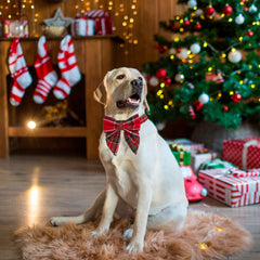 ADOGGYGO size small Christmas collar provides snug fit for small dogs.
