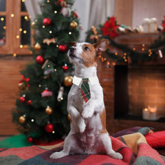 ADOGGYGO Christmas necktie packaging shows easy gift-ready presentation.