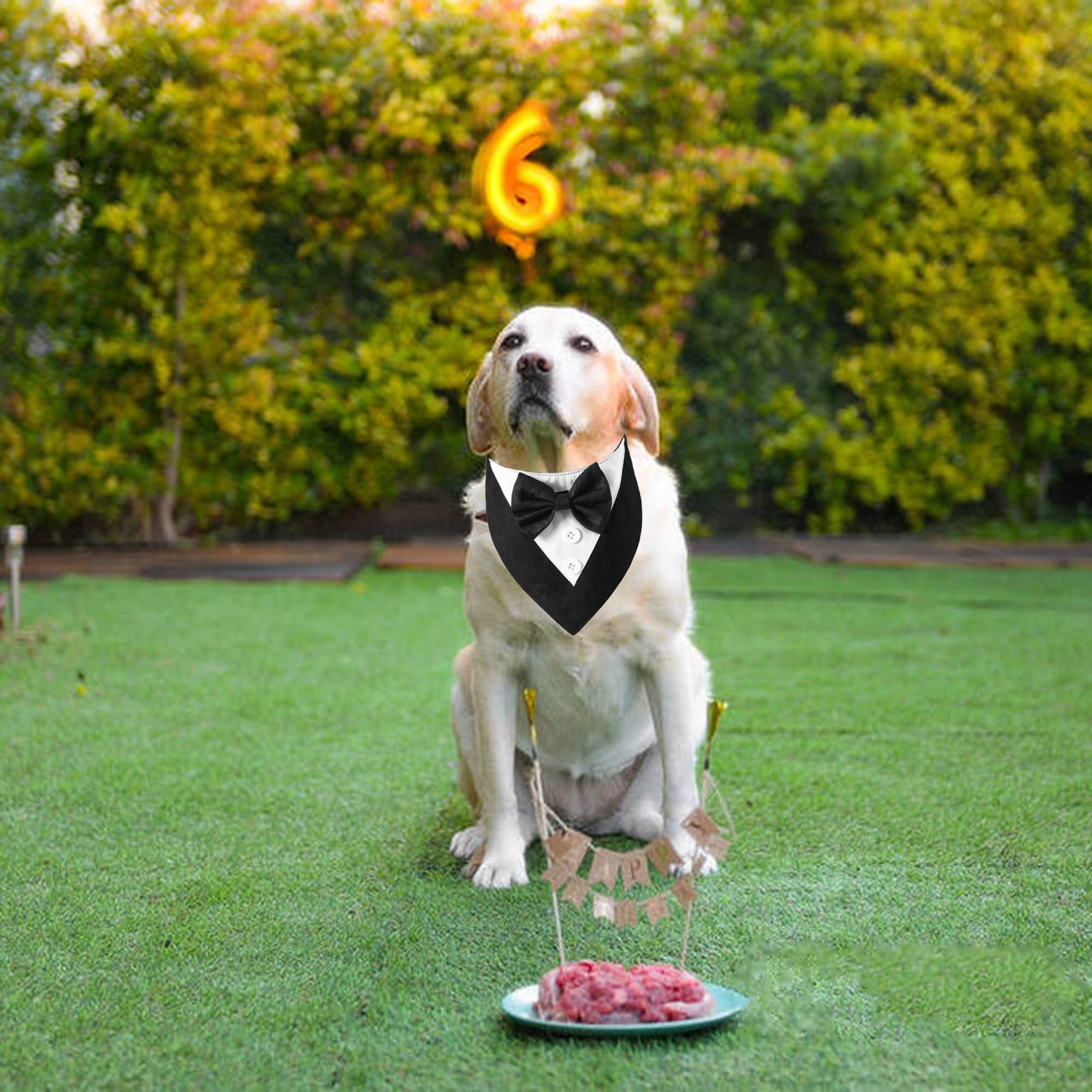 ADOGGYGO easy-on tuxedo with hook-and-loop fastener simplifies dressing.