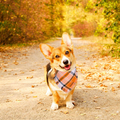 ADOGGYGO large-size bandana fits up to 16 inches for versatile styling.