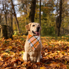 ADOGGYGO orange plaid bandana on dog for festive Halloween look