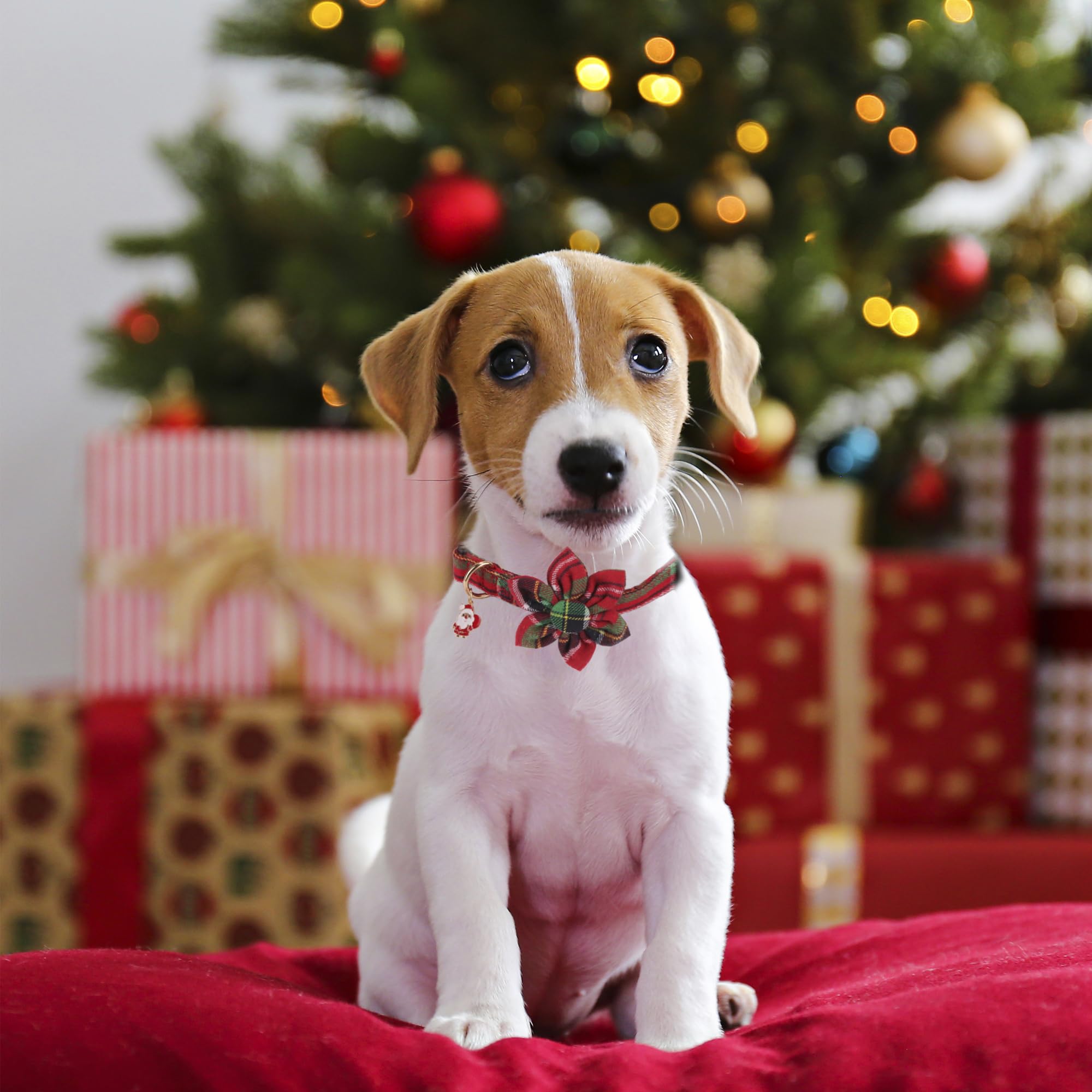 ADOGGYGO removable floral accessory on the collar for versatile holiday styling.