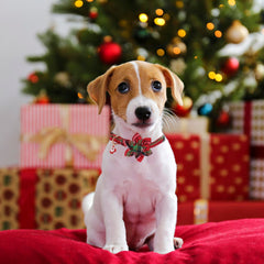 ADOGGYGO removable floral accessory on the collar for versatile holiday styling.