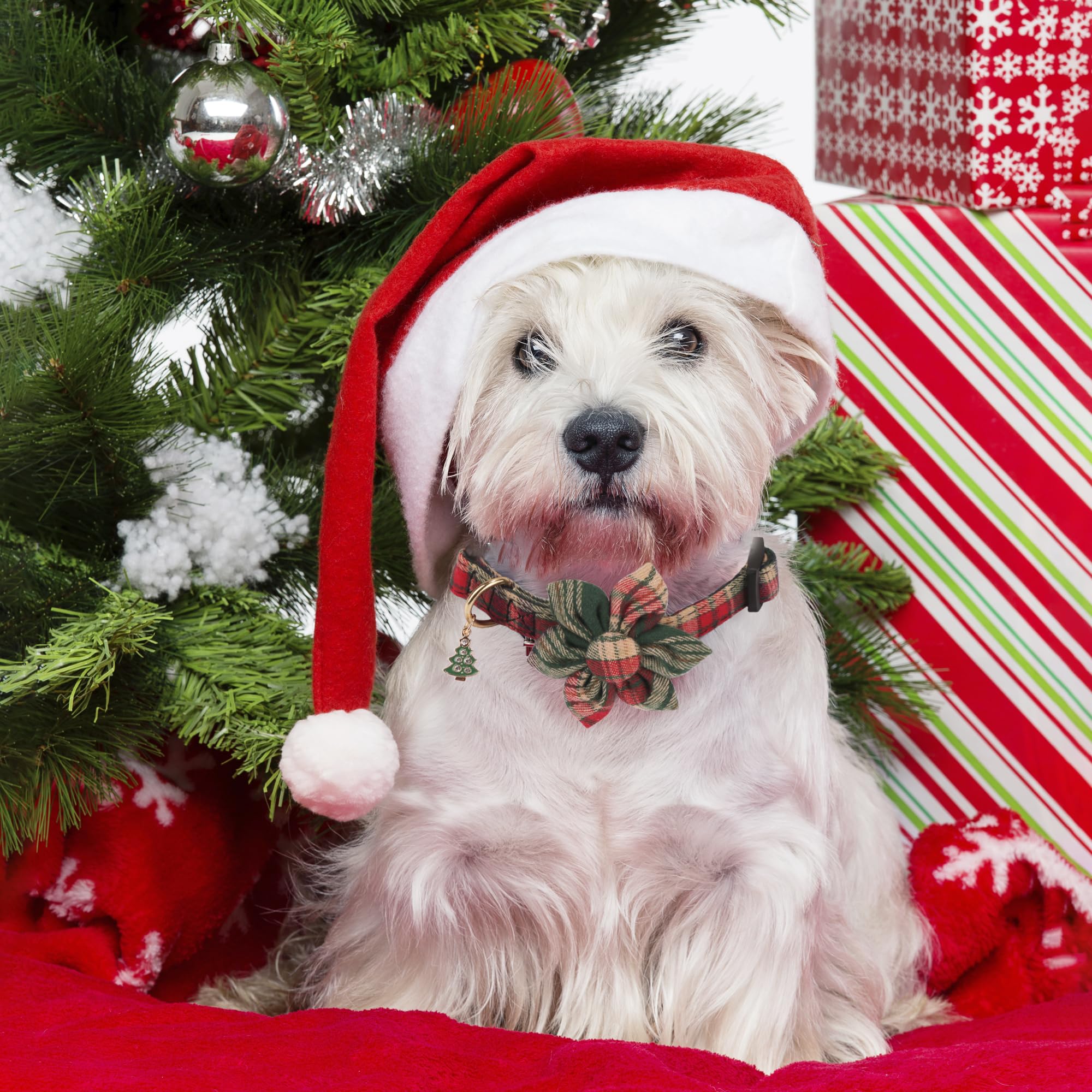 ADOGGYGO soft cotton dog collar texture for comfortable daily wear.