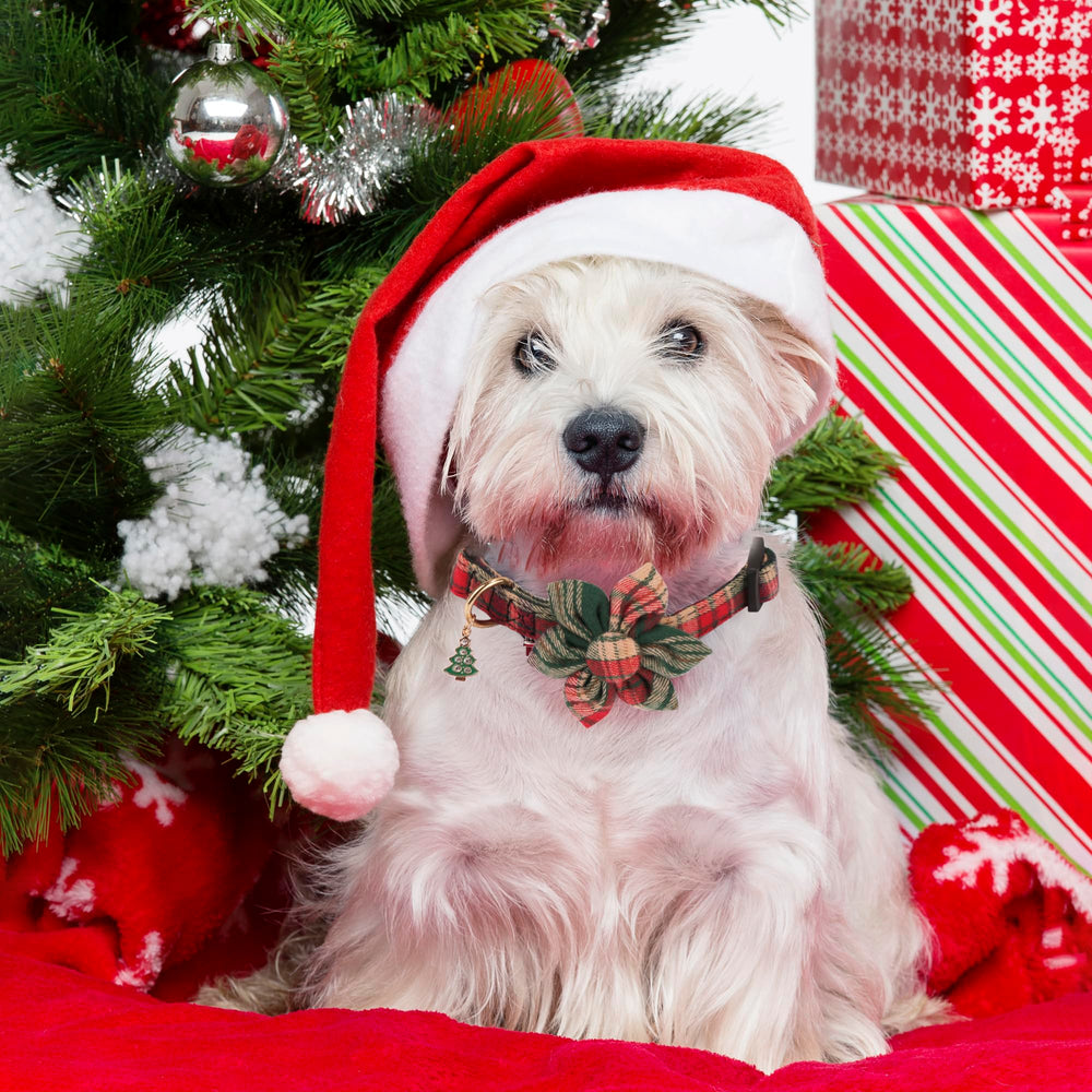 ADOGGYGO soft cotton dog collar texture for comfortable daily wear.