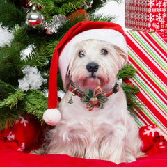 ADOGGYGO soft cotton dog collar texture for comfortable daily wear.