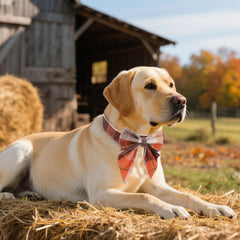 ADOGGYGO soft cotton dog collar provides comfortable wear during fall adventures.