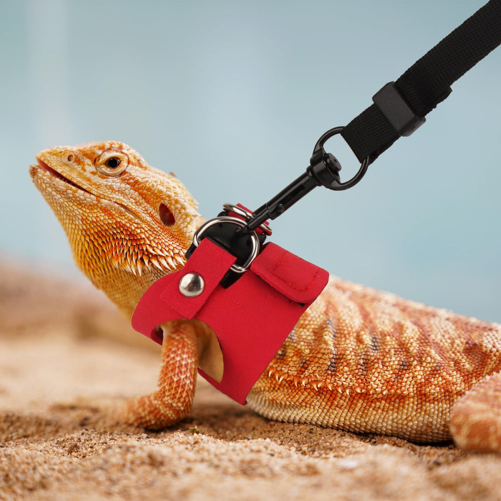 ADOGGYGO soft fabric harness ensures gentle wear for beardies on walks.