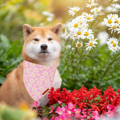ADOGGYGO soft polyester double-layer bandana for durable daily wear.
