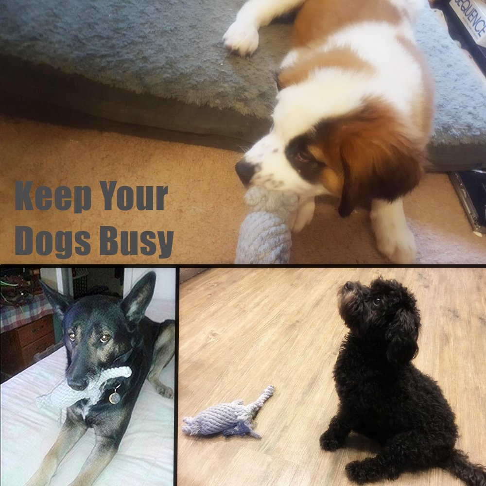 ADUCK Puppy Rope Toy action shot captures chewing and play during training sessions.