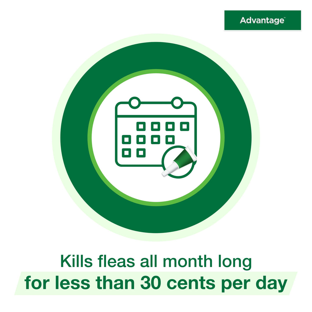 Advantage flea-kill within 12 hours claim shown after application.