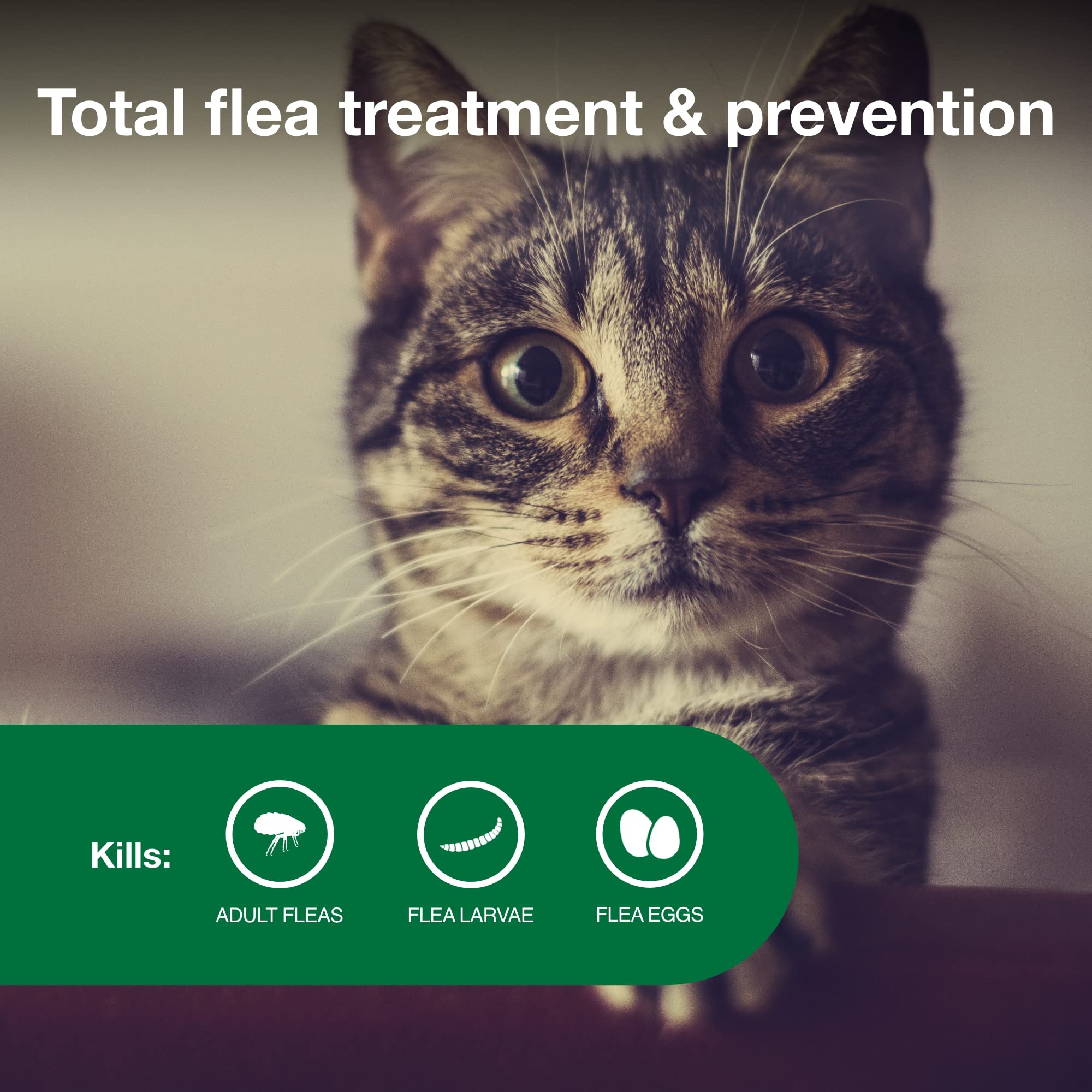 Advantage II Small Cat fragrance-free-formula supports sensitive homes and pets.