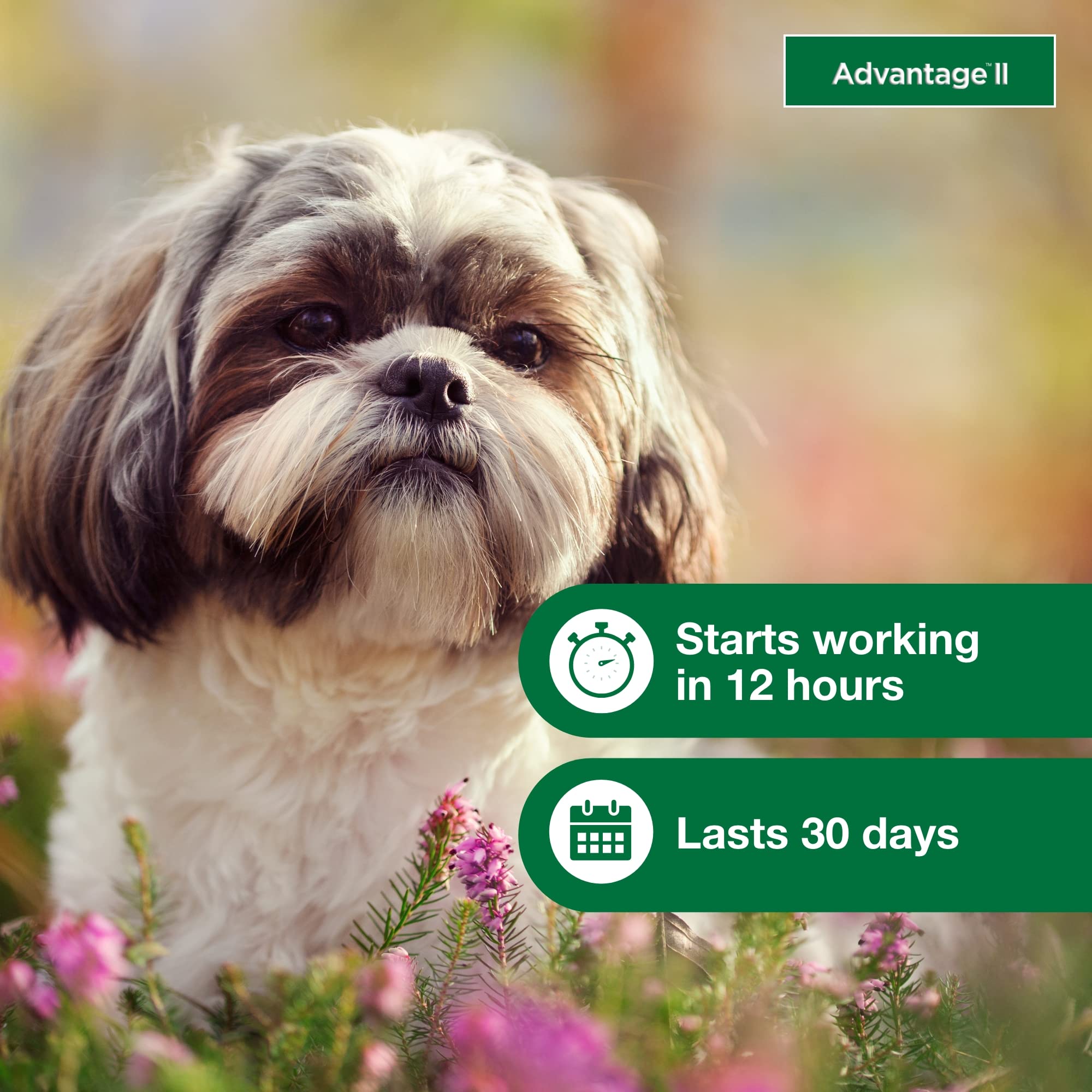 Advantage II Small Dog dog at home scene shows indoor-outdoor use