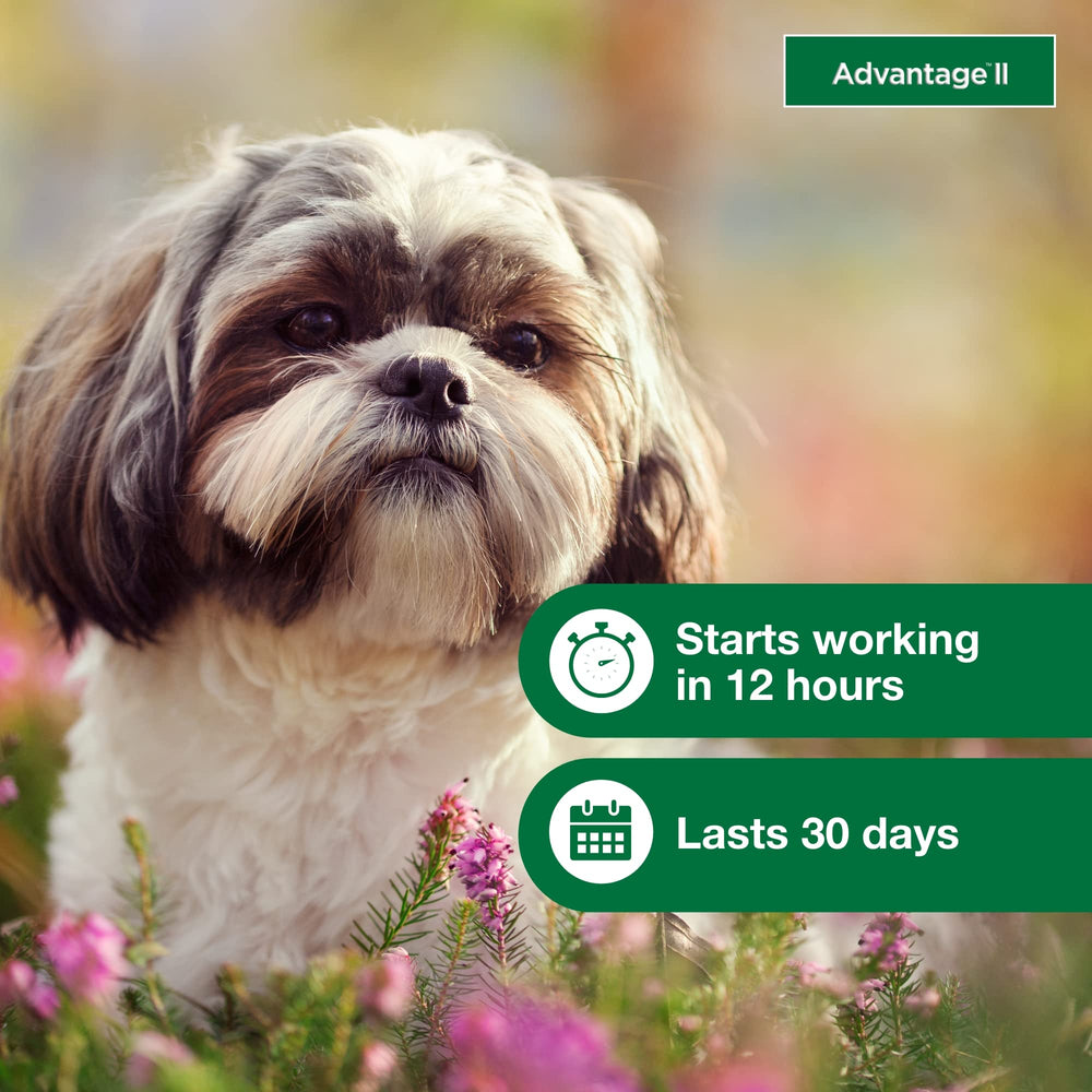 Advantage II Small Dog dog at home scene shows indoor-outdoor use