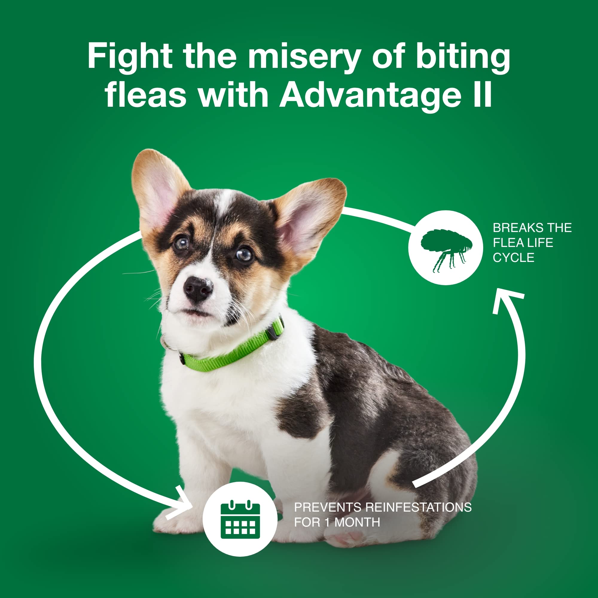 Advantage II Small Dog outdoor park image highlights month-long protection option