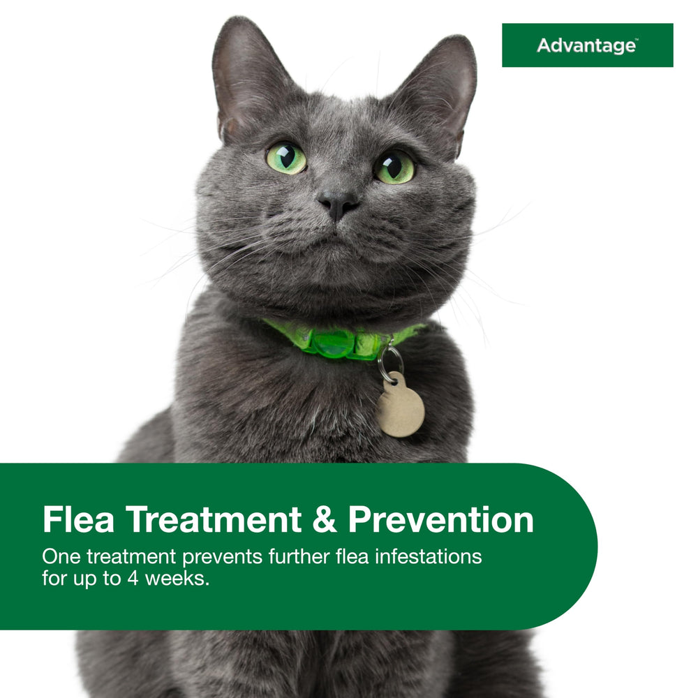 Advantage easy-monthly application image emphasizes a simple routine without pills.