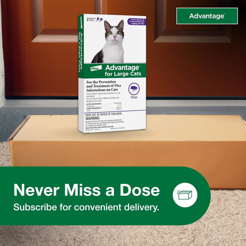 Advantage prescription-free option image promotes affordable at-home flea prevention.