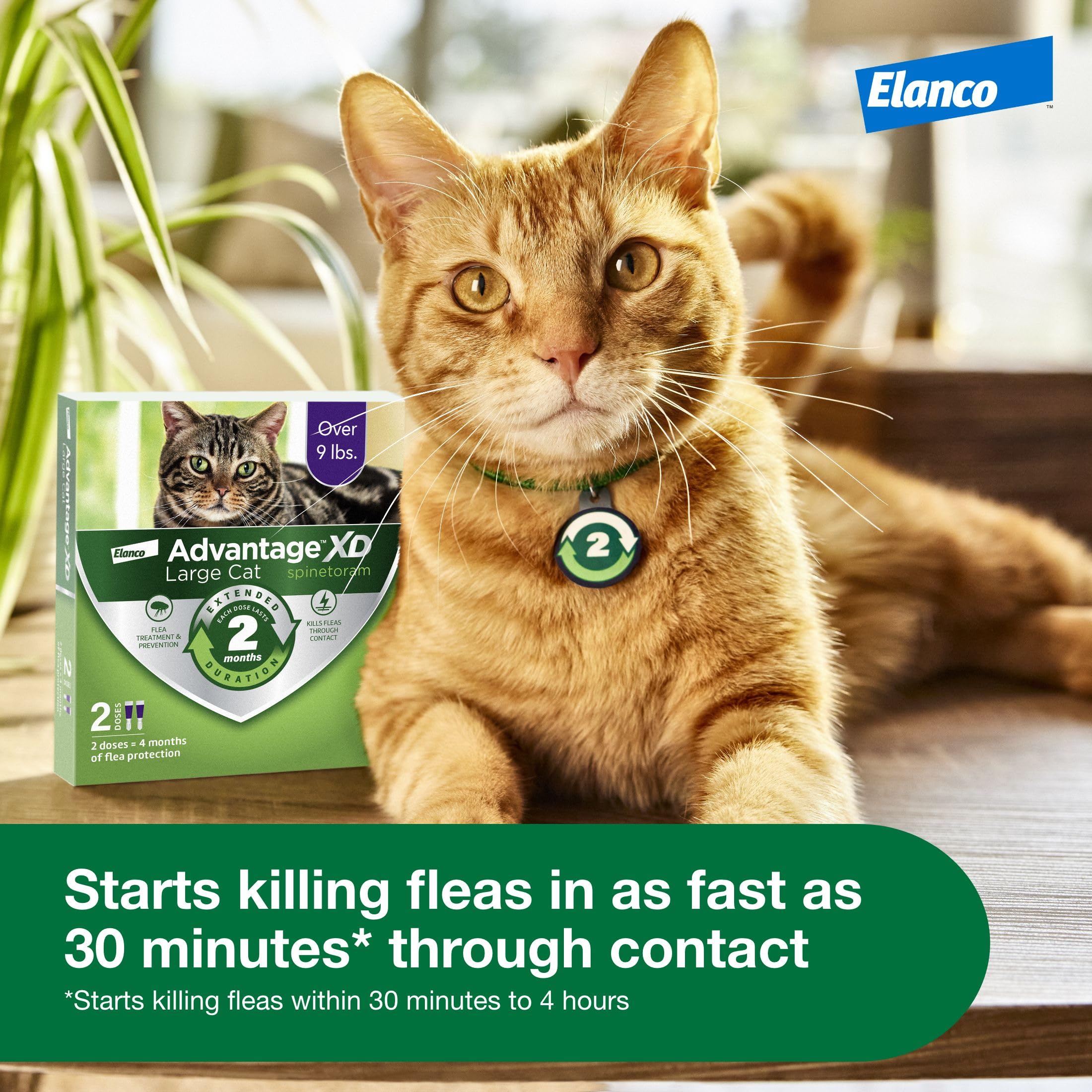 Advantage XD suitable for indoor and outdoor cats